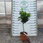 Vavrín pravý (Laurus nobilis) - bobkový list - výška 60-80 cm, kont. C5L - NA KMIENKU  